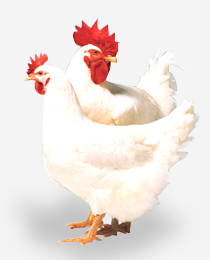 罗斯308怙恃代种鸡