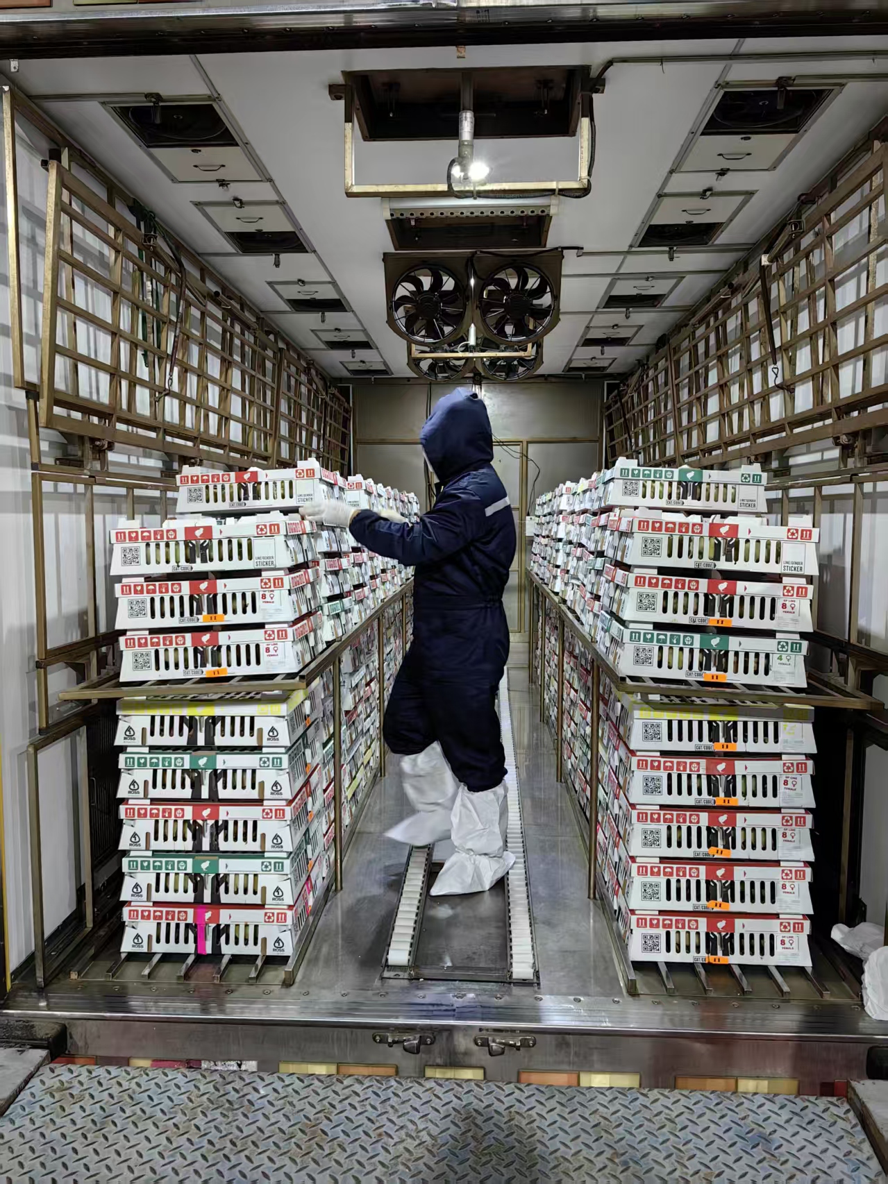 海内白羽肉鸡工业再添强劲引擎！！！